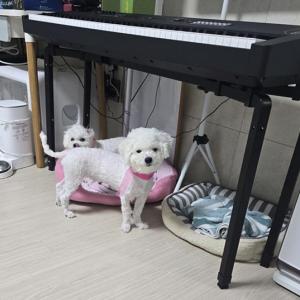 비숑 암 수 2마리 무료 분양합니다.