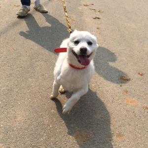 강아지 좀 찾아주세요....