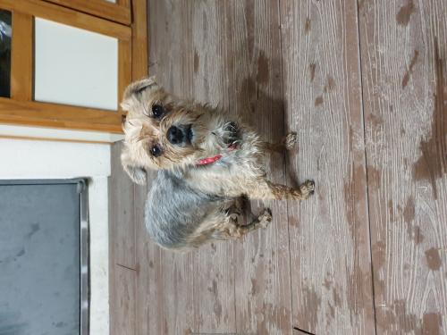 요크셔테리어(암) 4월 10일 습득 후 보호 중