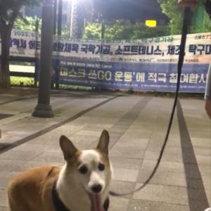 웰시코기 찾습니다