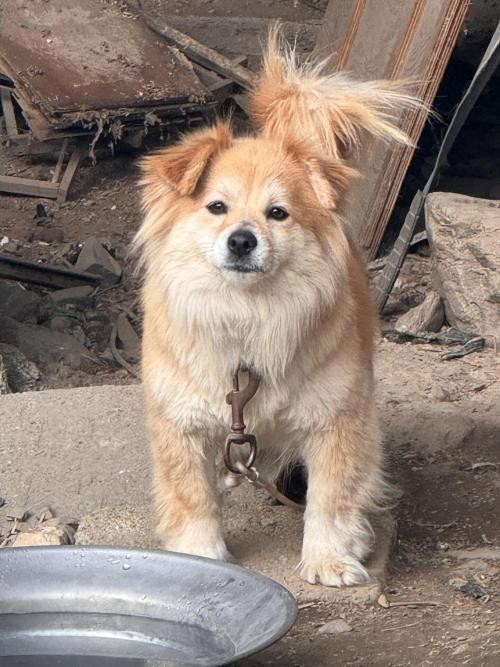 대전 금산군 강아지 강이 임보처구해요