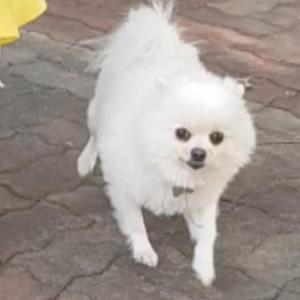 포메라니안 포메 분실했습니다 연락주세요