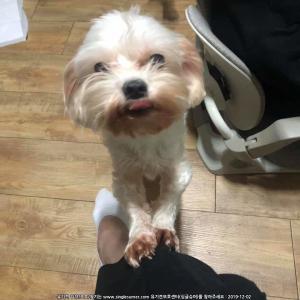 말티즈 3살 남자 발에 갈색으로 물듦