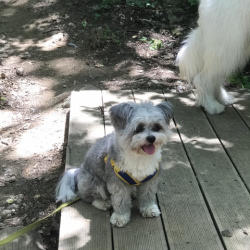 (서울/강남) 회색 믹스견 찾아요