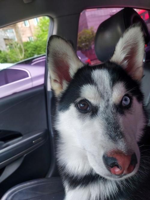 무료분양 폼스키 성견 좋은분 찾습니다