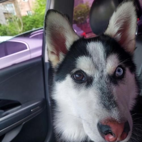 무료분양 폼스키 성견 좋은분 찾습니다