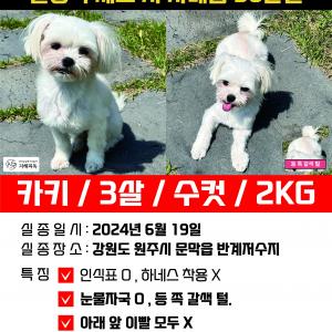 말티즈를(카키)찾습니다
