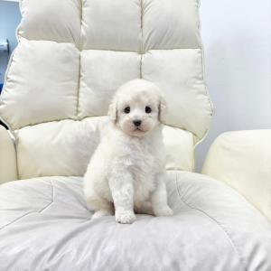 [ 60만원 ] 스탠다드푸들 남매 분양합니