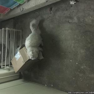광진구. 자양동. 건대. 구의 터키쉬앙고라 잃어버리신분