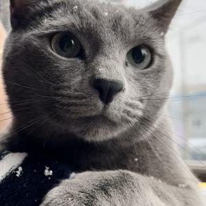 목포 고양이 먼지를 찾습니다