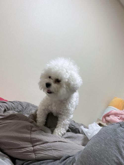 개인사정으로 강아지 분양 보내요