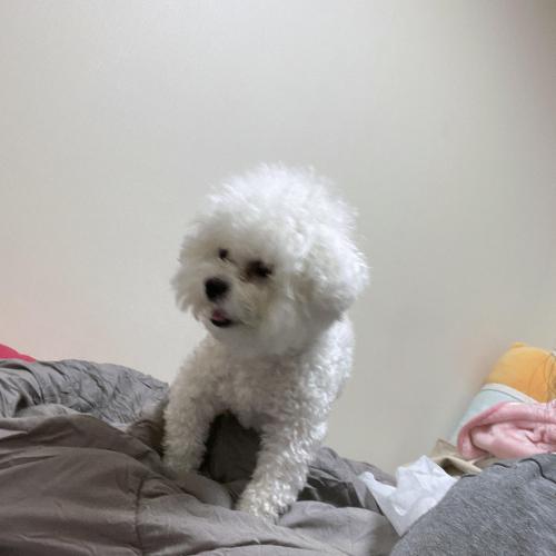 개인사정으로 강아지 분양 보내요