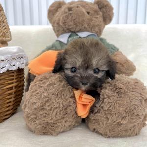 [5만원] 세이블 말티폼 왕자님 분양중이에요 ❤