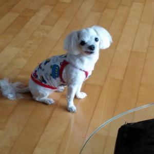 강아지 애타게 찿습니다 노령견 암컷 이가없어 혀가 밖으로 나와있음 전체미용 되어있고 옷을 입지 않고있습니다 사례하겠습니다