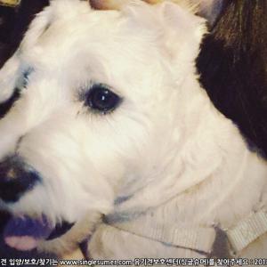 화이트 슈나우져 찾아요.