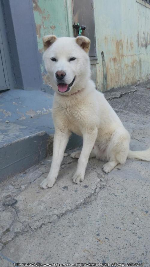 목포 1세미만추정수컷진돗개보호중