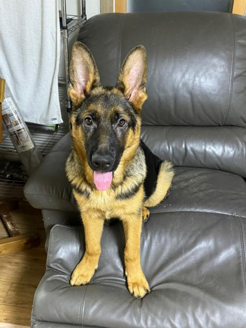 셰퍼트 분양합니다