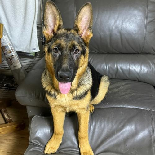 셰퍼트 분양합니다