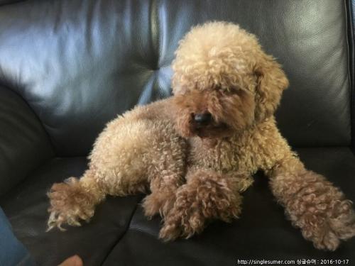 경기광명-갈색푸들/남아/수컷/5키로 보호중 0927~입양부탁드립니다