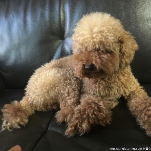 경기광명-갈색푸들/남아/수컷/5키로 보호중 0927~입양부탁드립니다