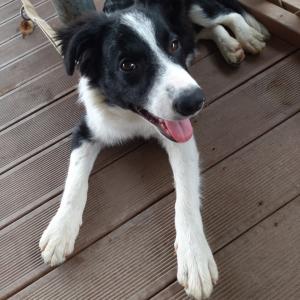 보더콜리 믹스견 찾고있어요