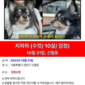신월동 치와와찾아요