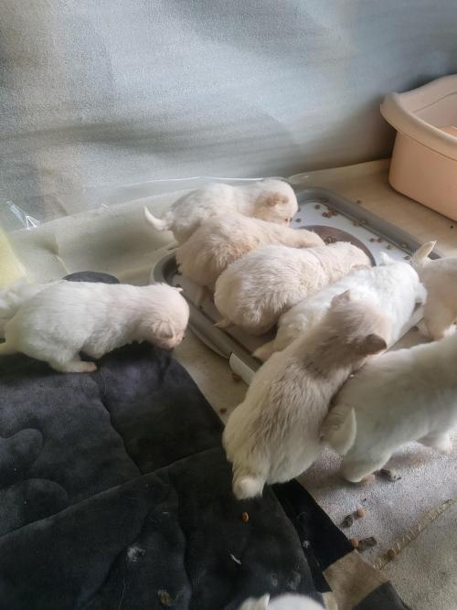 강아지 분양합니다