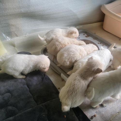 강아지 분양합니다