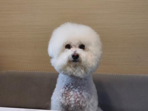 비숑 수컷 중성화 완료 무료분양보냅니다