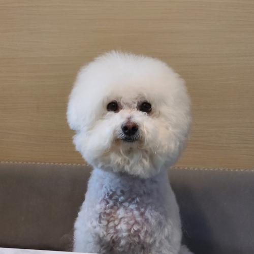 비숑 수컷 중성화 완료 무료분양보냅니다