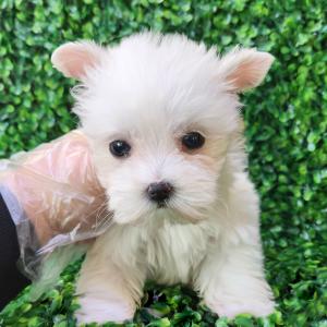 화이트테리어분양 웨스티분양 2개월령 공주님 모량 많고 귀 쫑긋