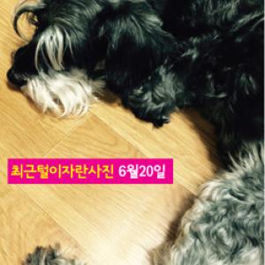 14년 함께한 슈나우져 아트를 찾아주세요