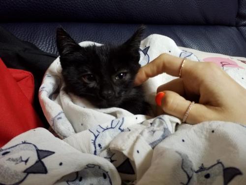 코숏 검은색 남아 입양보냅니다