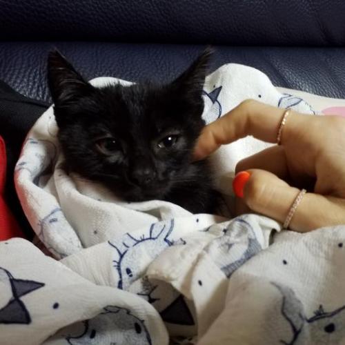 코숏 검은색 남아 입양보냅니다