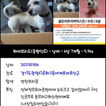 소중한저희반려견 바리 찾습니다ㅠ ㅠ도와주세요
