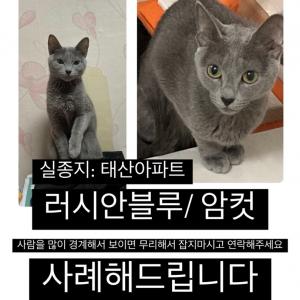고양이를 찾아주세요
