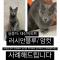 고양이를 찾아주세요