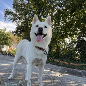 진순이를 찾습니다