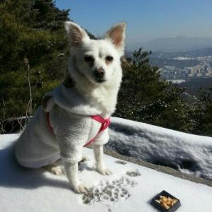 노원구 불암산 등산로에서 흰색 스피츠 믹스견 찾습니다.