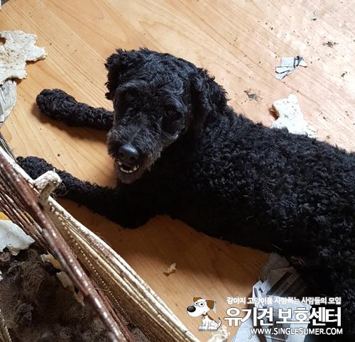 천안유기동물보호소에 있는 검정푸들 '다중이'분양글 올립니다~