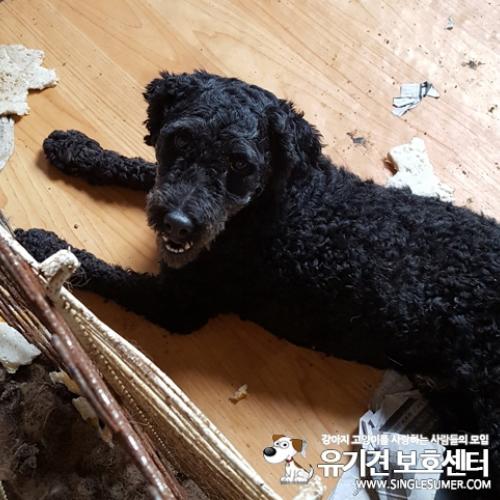 천안유기동물보호소에 있는 검정푸들 '다중이'분양글 올립니다~