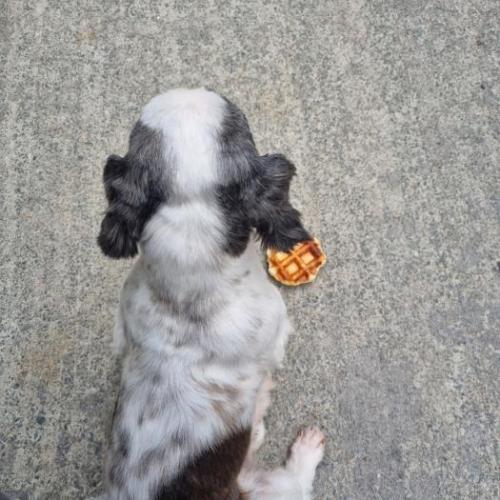 주인 찾아주세요~!!