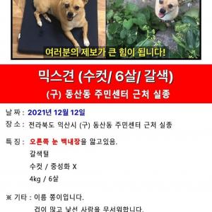 믹스견 찾습니다