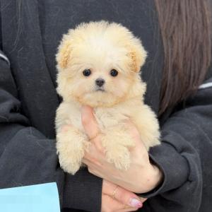 [15만원] 미니 말티푸분양 좋은 가족을 찾아요