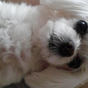 강아지 찾아요(광주시 산정동/말티즈)