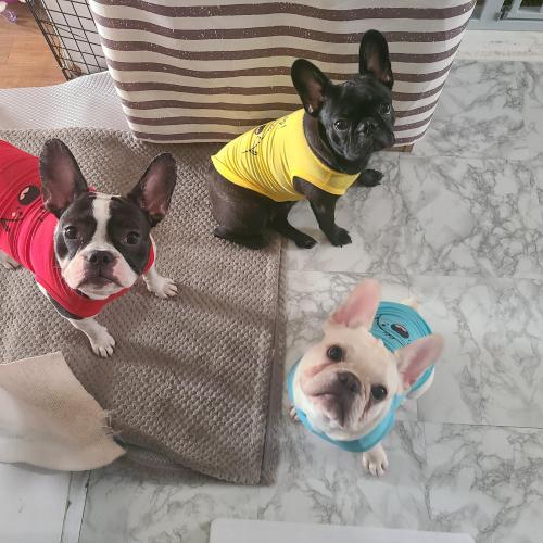 프렌치불독 사랑스러운아이들 입양처구합니다