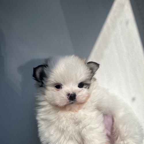 말티폼(포메+말티즈) 2개월된 하이브리드견종~남매 잘키워주실분 보내드려용~!