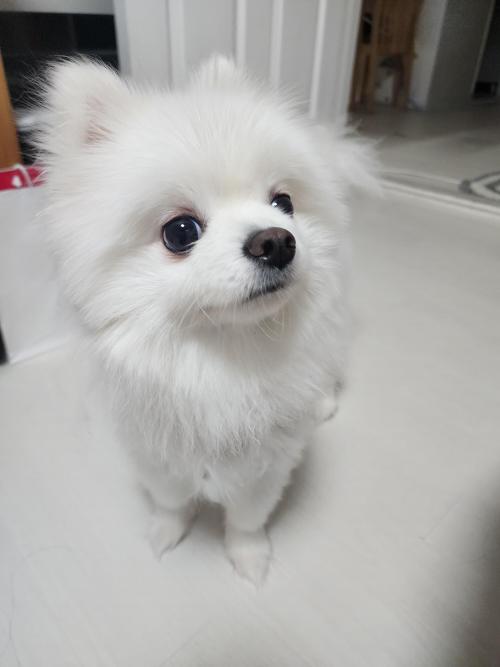 포메라이언 4살 수컷 사랑으로 키워줄 가족을 찾습니다
