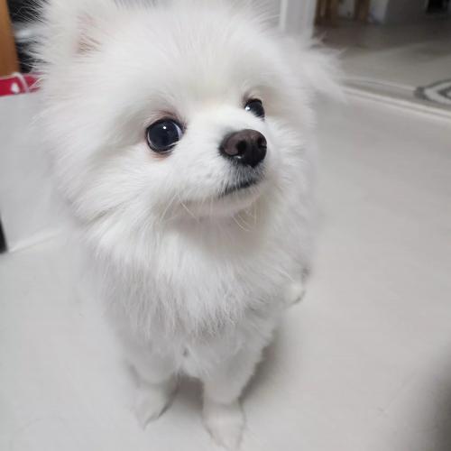 포메라이언 4살 수컷 사랑으로 키워줄 가족을 찾습니다