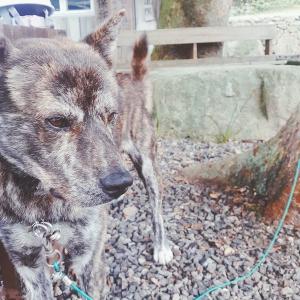 전라북도완주군용진면봉서안길313봉서사에서실종되었습니다(이름:호식이)